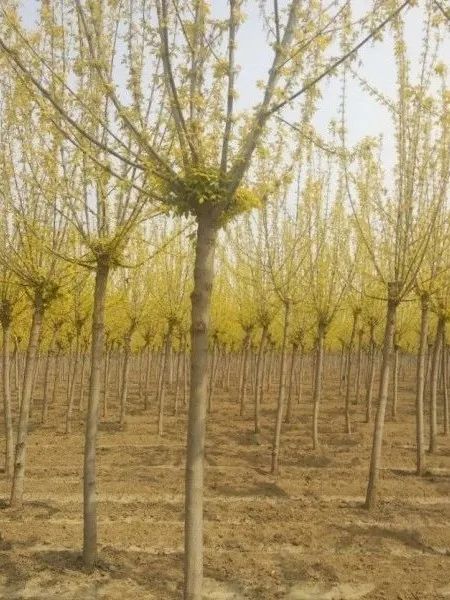 恭喜任城区天赐苗木种植基地入驻苗木通 山东齐瑞 白蜡法桐专供