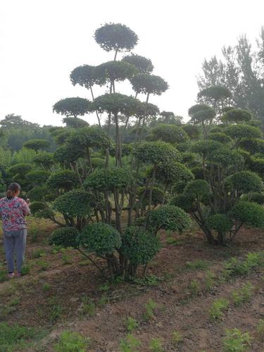 个体经营主营业务:小叶女贞造型树种植