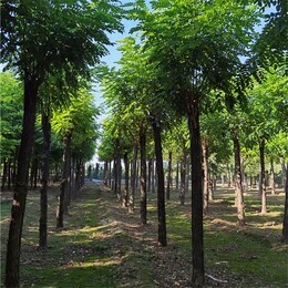 世泽园林红花刺槐,山东烟台香花槐树苗价格