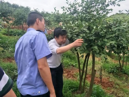 长沙市林业局集中开展林木种苗质量与执法检查