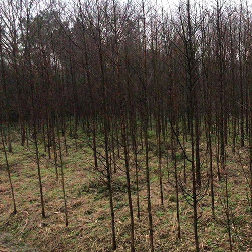 句容市茅山镇地之缘苗木种植园