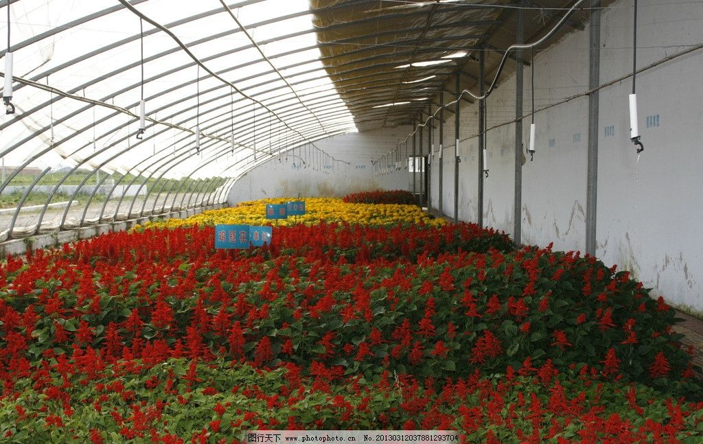 花卉种植图片_农业生产_现代科技_