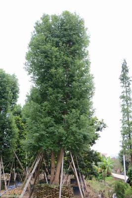 广东:榄核镇种植樟树效益好