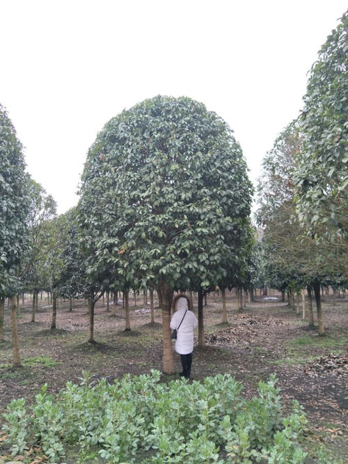 桂花低价批发 桂花工程苗基地大量批发