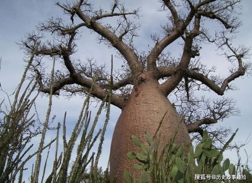 这种树 能吃能喝还能住 ,养活无数非洲人,引进中国后画风变了