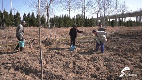 高密 科学种植提高树木成活率 因地制宜打造美丽乡村