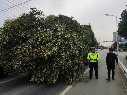 若将沙漠种上树木,能否减少沙漠化带来的危害 专家 并不是好事