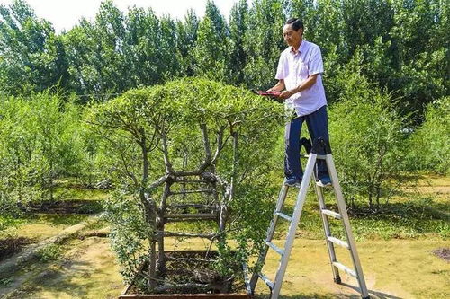 河北农民不会木工,花8年种出椅子,8万不卖,网友 真 原木家具