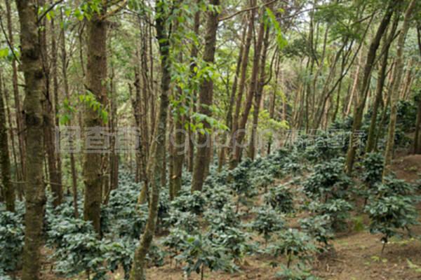 泰国清迈土东咖啡种植园