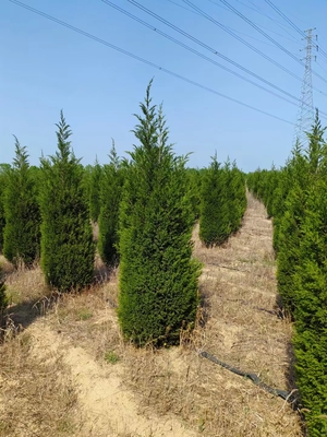 新疆图木舒克蜀桧培育基地