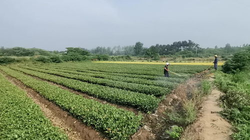 雷官村苗木合作社的头条主页 今日头条