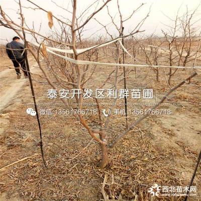 雪枣树苗、雪枣树苗价格多少、雪枣树苗基地