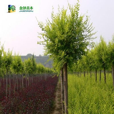 秦皇岛金叶榆