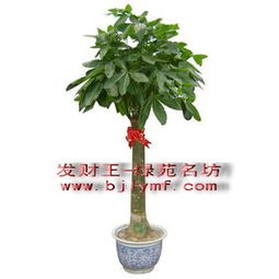 卖室内植物