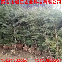 【雪松树栽培技术河南雪松小苗】- 