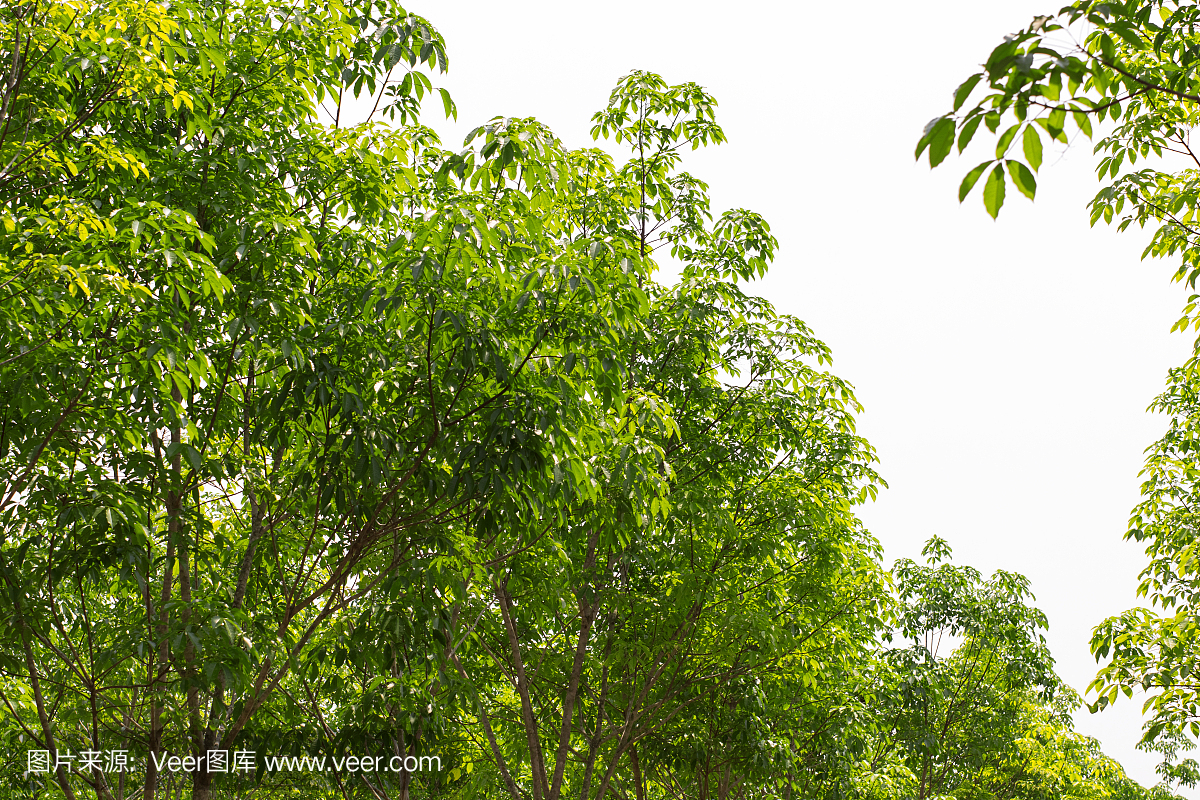 橡胶树行农业。橡胶树绿叶背景。