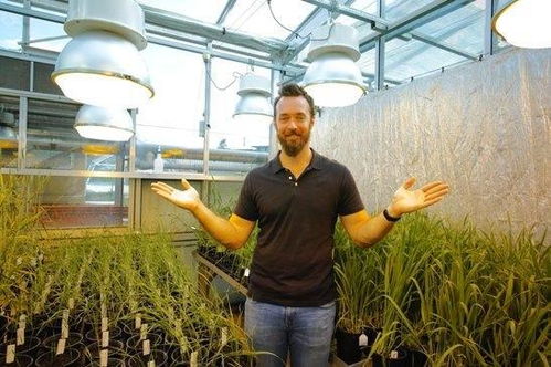 植物工厂栽培小麦,产量提高200倍到600倍