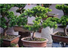 第3页 产品展示 浏阳市轩达苗木种植专业合作社