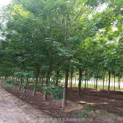 销售白蜡行道树木 好品种白蜡 16公分造型白蜡供应