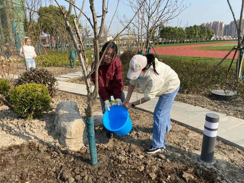 树木且树人 宝山这所学校师生在新校区播种希望