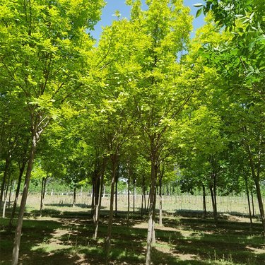 河南绿化白蜡厂家,详情介绍