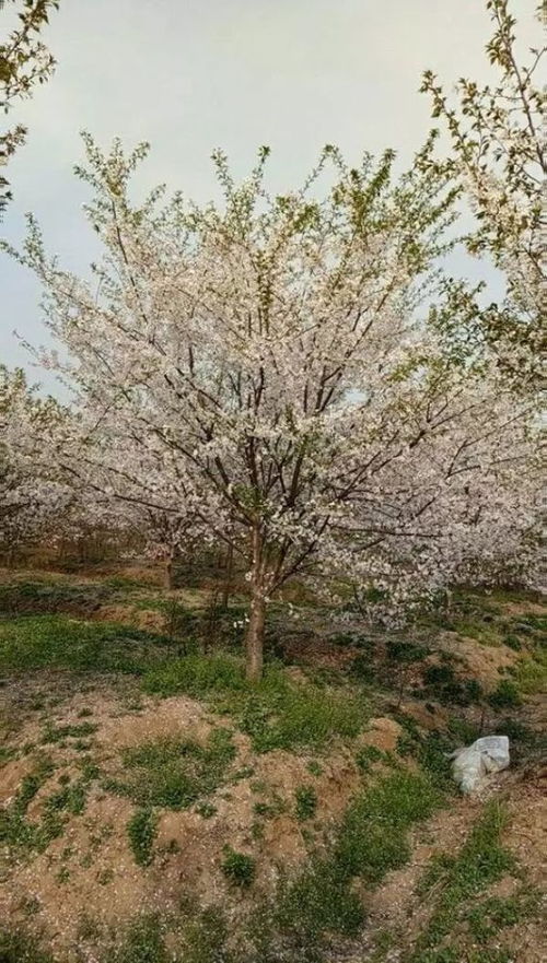 恭喜嵊州立品苗圃种植基地入驻苗木通 浙江王杰 专注优质苗木