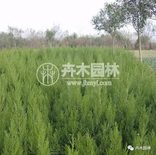 九月份栽植蜀桧合适吗