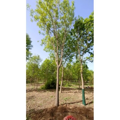 山东淄博沂源黄连木种植基地