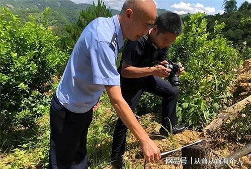 砍自己种的树,还要坐牢 广东一男子砍9615棵树被判2年罚2千