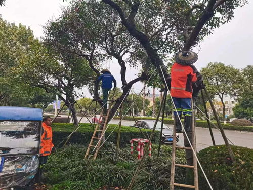 寒潮来袭,温州的植物怎么享受 越冬spa
