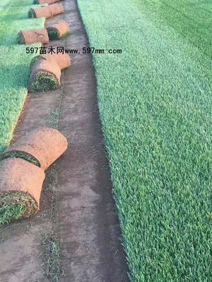 2021公园工厂学校草坪草坪种子种植那好