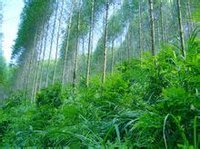 文章- 桉树