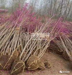 南方紫荆花开的是什么时间
