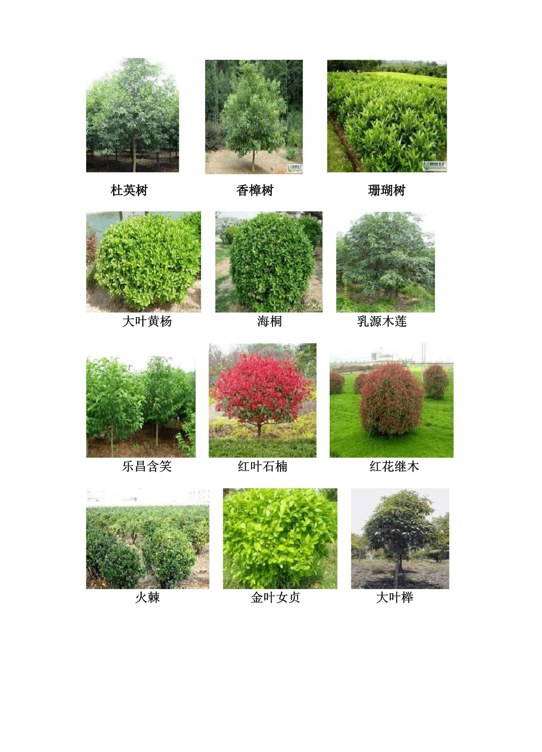 村庄绿化植物配置模式及照片