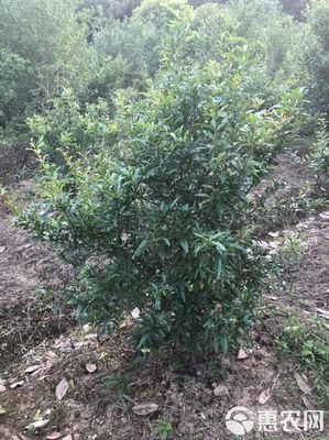 [花石榴苗批发]花石榴 价格85元/株
